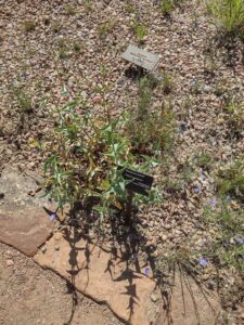 Image from Santa Fe Botanical Garden, May 2024