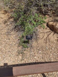 Image from Santa Fe Botanical Garden, May 2024