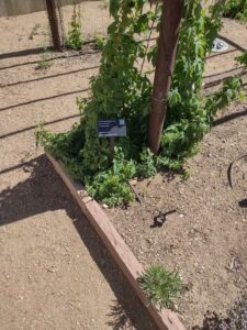 Image from Santa Fe Botanical Garden, May 2024