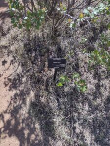 Image from Santa Fe Botanical Garden, May 2024