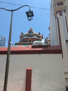 SingaporeApril2025-24 image from Singapore spring 2025