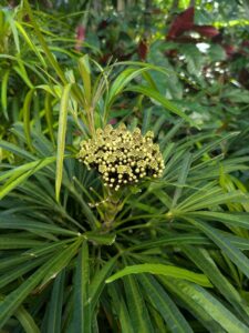 SingaporeApril2025-57 image from Singapore spring 2025