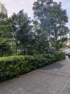 SingaporeMorning-1