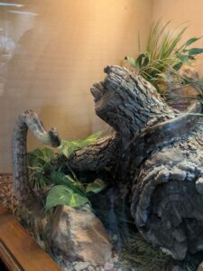 SonoranDesertMuseumJan2025-10 image from Arizona Sonoran Desert Museum in Tucson AZ