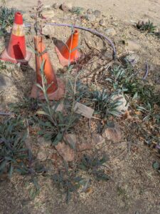 SonoranDesertMuseumJan2025-100 image from Arizona Sonoran Desert Museum in Tucson AZ