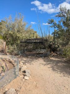 SonoranDesertMuseumJan2025-101 image from Arizona Sonoran Desert Museum in Tucson AZ