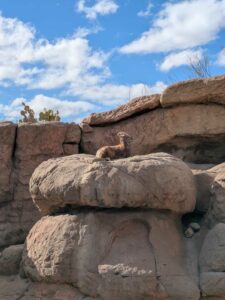 SonoranDesertMuseumJan2025-105 image from Arizona Sonoran Desert Museum in Tucson AZ