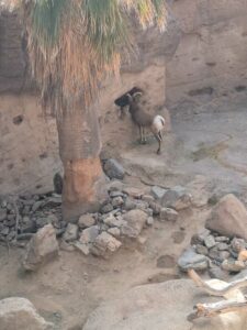 SonoranDesertMuseumJan2025-106 image from Arizona Sonoran Desert Museum in Tucson AZ