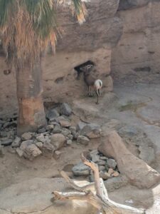 SonoranDesertMuseumJan2025-107 image from Arizona Sonoran Desert Museum in Tucson AZ