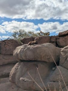 SonoranDesertMuseumJan2025-108 image from Arizona Sonoran Desert Museum in Tucson AZ