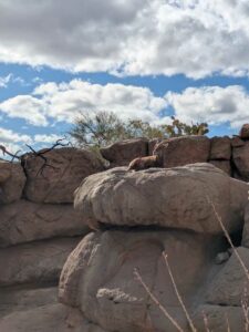 SonoranDesertMuseumJan2025-109 image from Arizona Sonoran Desert Museum in Tucson AZ