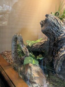 SonoranDesertMuseumJan2025-11 image from Arizona Sonoran Desert Museum in Tucson AZ