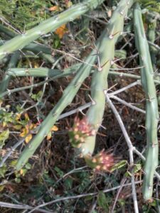 SonoranDesertMuseumJan2025-110 image from Arizona Sonoran Desert Museum in Tucson AZ