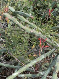 SonoranDesertMuseumJan2025-111 image from Arizona Sonoran Desert Museum in Tucson AZ