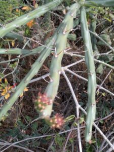 SonoranDesertMuseumJan2025-112 image from Arizona Sonoran Desert Museum in Tucson AZ