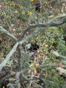 SonoranDesertMuseumJan2025-113 image from Arizona Sonoran Desert Museum in Tucson AZ