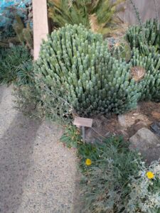 SonoranDesertMuseumJan2025-114 image from Arizona Sonoran Desert Museum in Tucson AZ