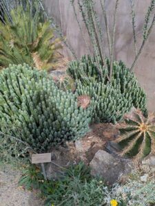 SonoranDesertMuseumJan2025-115 image from Arizona Sonoran Desert Museum in Tucson AZ