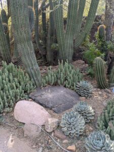 SonoranDesertMuseumJan2025-116 image from Arizona Sonoran Desert Museum in Tucson AZ