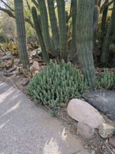 SonoranDesertMuseumJan2025-117 image from Arizona Sonoran Desert Museum in Tucson AZ