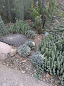 SonoranDesertMuseumJan2025-118 image from Arizona Sonoran Desert Museum in Tucson AZ