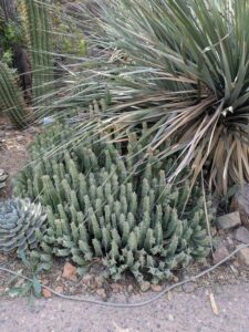 SonoranDesertMuseumJan2025-119 image from Arizona Sonoran Desert Museum in Tucson AZ