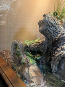 SonoranDesertMuseumJan2025-12 image from Arizona Sonoran Desert Museum in Tucson AZ