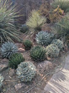 SonoranDesertMuseumJan2025-120 image from Arizona Sonoran Desert Museum in Tucson AZ