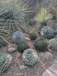 SonoranDesertMuseumJan2025-121 image from Arizona Sonoran Desert Museum in Tucson AZ