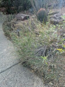 SonoranDesertMuseumJan2025-122 image from Arizona Sonoran Desert Museum in Tucson AZ