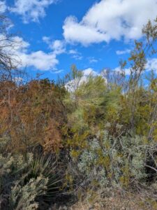 SonoranDesertMuseumJan2025-123 image from Arizona Sonoran Desert Museum in Tucson AZ