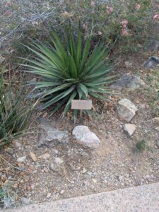 SonoranDesertMuseumJan2025-124 image from Arizona Sonoran Desert Museum in Tucson AZ