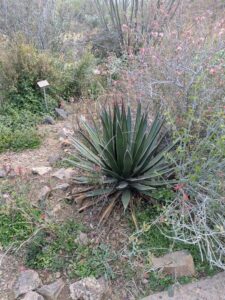 SonoranDesertMuseumJan2025-125 image from Arizona Sonoran Desert Museum in Tucson AZ