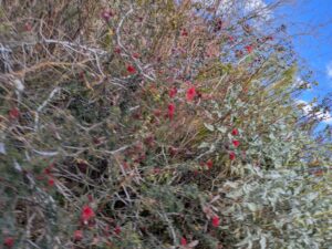 SonoranDesertMuseumJan2025-126 image from Arizona Sonoran Desert Museum in Tucson AZ