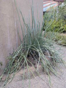 SonoranDesertMuseumJan2025-127 image from Arizona Sonoran Desert Museum in Tucson AZ