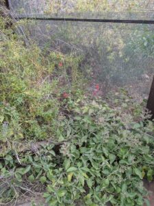 SonoranDesertMuseumJan2025-128 image from Arizona Sonoran Desert Museum in Tucson AZ