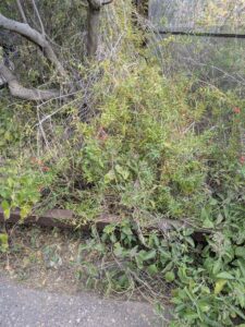 SonoranDesertMuseumJan2025-129 image from Arizona Sonoran Desert Museum in Tucson AZ