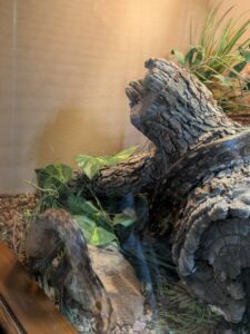 SonoranDesertMuseumJan2025-13 image from Arizona Sonoran Desert Museum in Tucson AZ