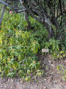 SonoranDesertMuseumJan2025-130 image from Arizona Sonoran Desert Museum in Tucson AZ