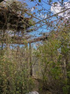 SonoranDesertMuseumJan2025-131 image from Arizona Sonoran Desert Museum in Tucson AZ