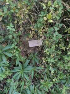 SonoranDesertMuseumJan2025-132 image from Arizona Sonoran Desert Museum in Tucson AZ