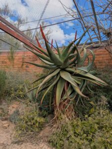 SonoranDesertMuseumJan2025-133 image from Arizona Sonoran Desert Museum in Tucson AZ