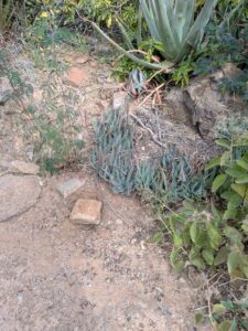 SonoranDesertMuseumJan2025-134 image from Arizona Sonoran Desert Museum in Tucson AZ