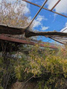 SonoranDesertMuseumJan2025-135 image from Arizona Sonoran Desert Museum in Tucson AZ