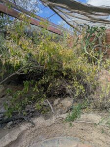 SonoranDesertMuseumJan2025-136 image from Arizona Sonoran Desert Museum in Tucson AZ