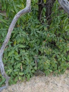 SonoranDesertMuseumJan2025-137 image from Arizona Sonoran Desert Museum in Tucson AZ