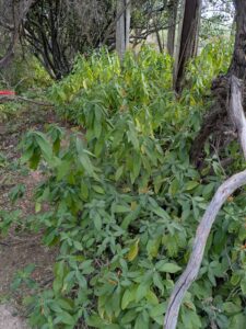 SonoranDesertMuseumJan2025-138 image from Arizona Sonoran Desert Museum in Tucson AZ