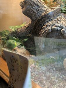 SonoranDesertMuseumJan2025-14 image from Arizona Sonoran Desert Museum in Tucson AZ