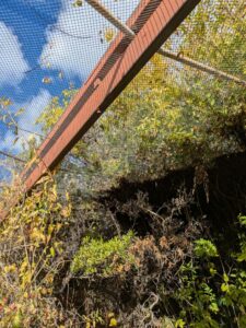 SonoranDesertMuseumJan2025-140 image from Arizona Sonoran Desert Museum in Tucson AZ