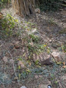 SonoranDesertMuseumJan2025-141 image from Arizona Sonoran Desert Museum in Tucson AZ